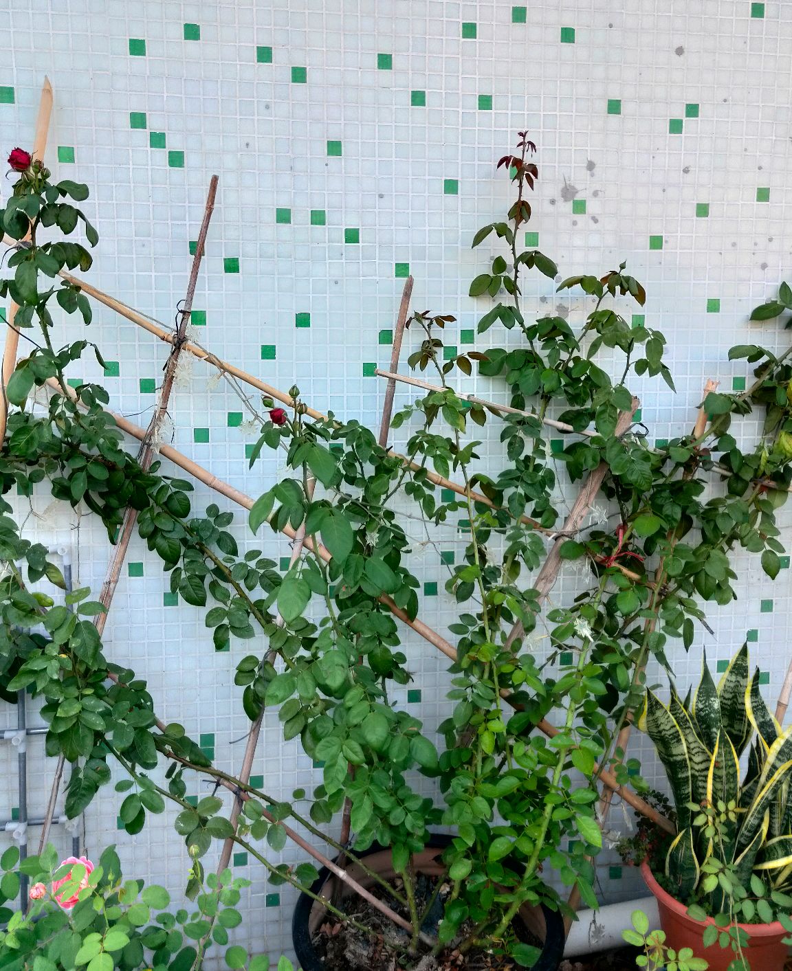 藤本月季特点:花量巨大,能连续大量的开花 ;生长迅速,从小苗移栽2到3