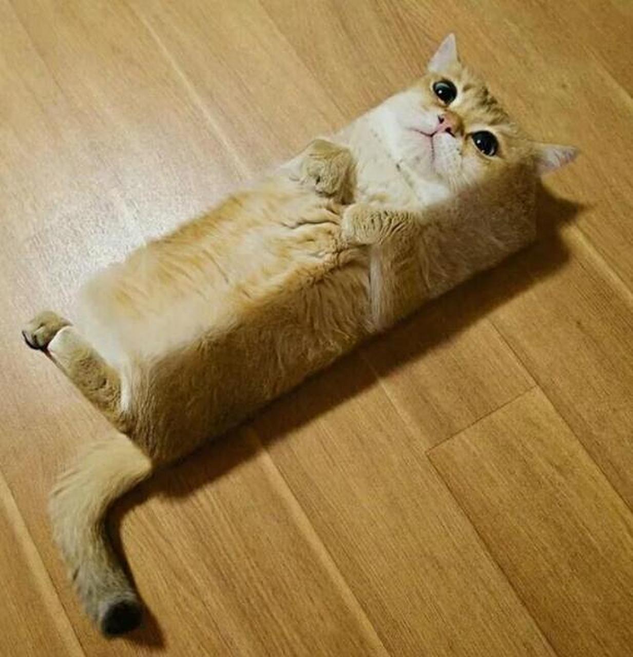 萌宠日记#俺现在是一只方猫了!