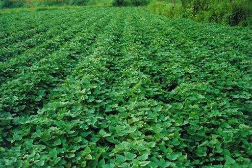 种植紫薯的高产方案,很全面,建议收藏