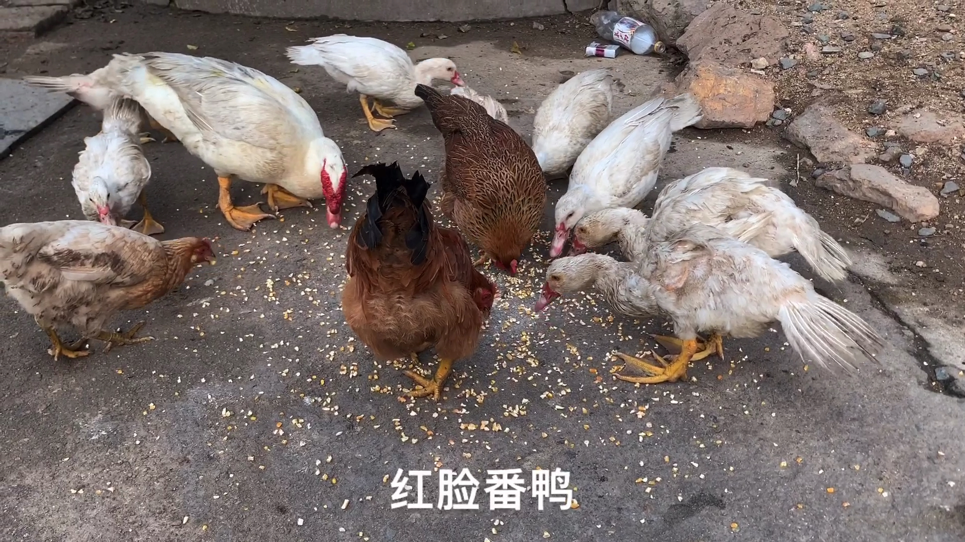 养殖红脸番鸭有前景吗?营养价值高,肉质紧致,准备养一批看看
