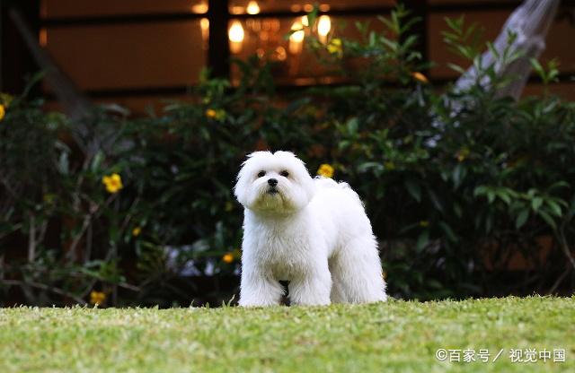 馬爾濟斯犬和比熊犬如何區分