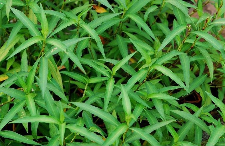 农村常见杂草,比辣椒还辣,儿时用来药鱼,酿酒可卖10多元一斤!