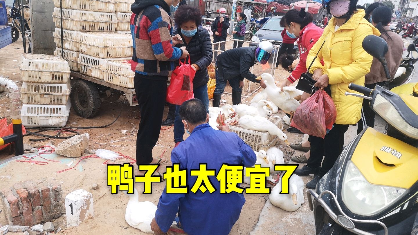 广东湛江鸭子大降价了,价格低出想像,为何现在鸭子会大便卖?