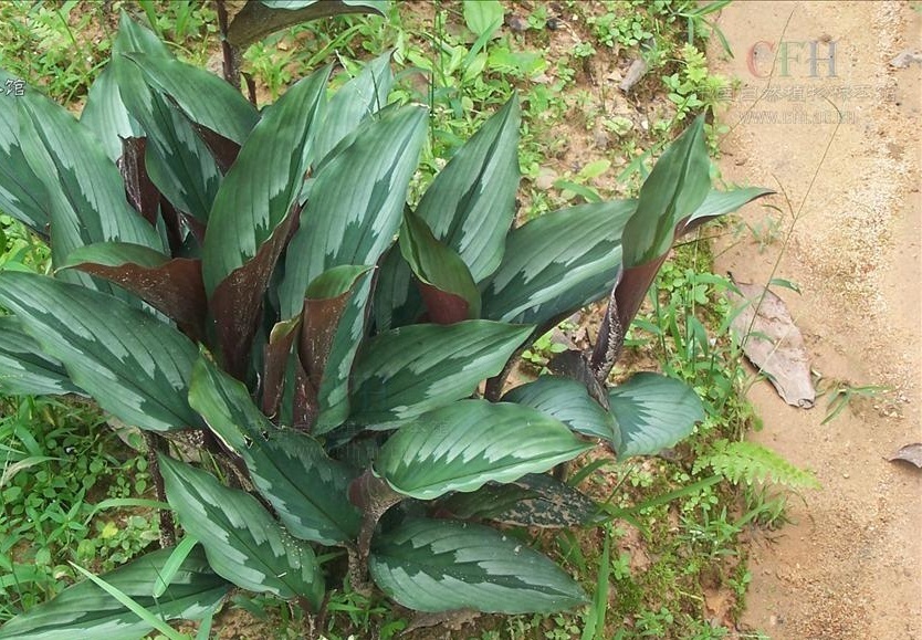 海南三七你了解吗?看看这些再说话