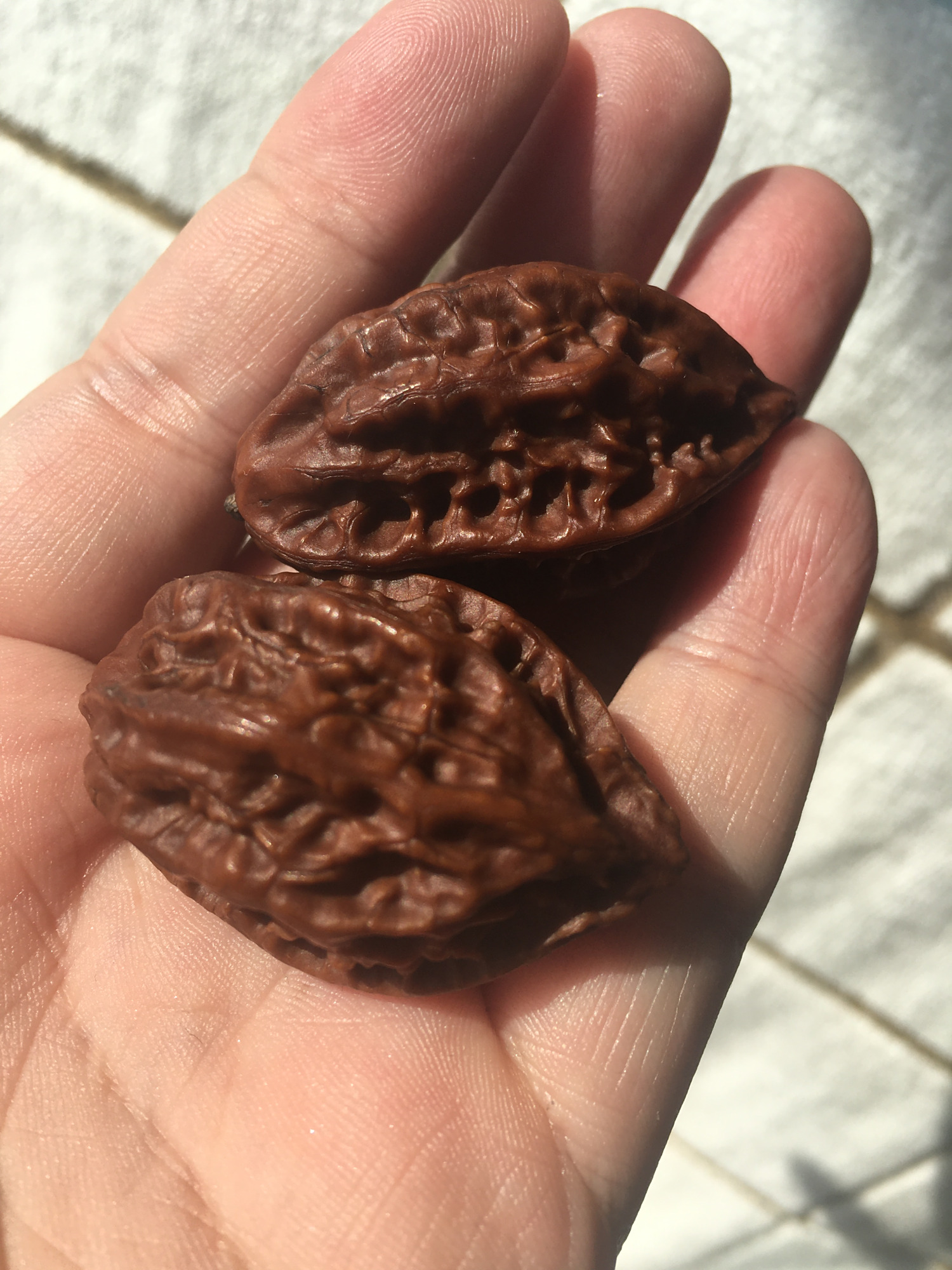 「文玩核动力」我的第一对儿楸子核桃