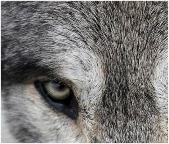 心理学:你认为哪一只是狼的眼睛?测出你有多大的野心?