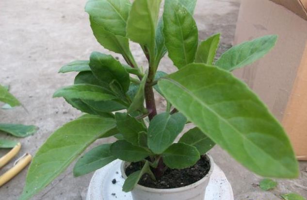 它被称"泰国仙草",对糖尿病有奇效,农民当菜种,城里当盆栽养