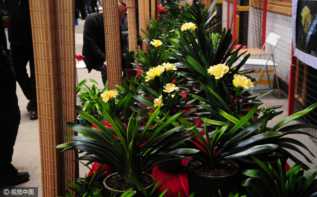 沈阳举办君子兰展 万元一盆比比皆是