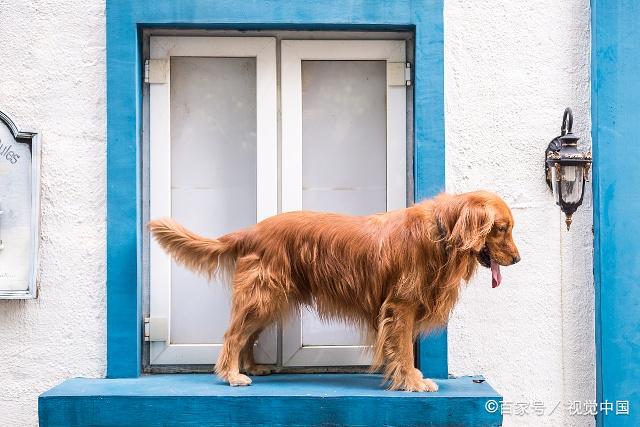 水性好又擅长游泳的犬种,没想到贵宾犬也懂水性