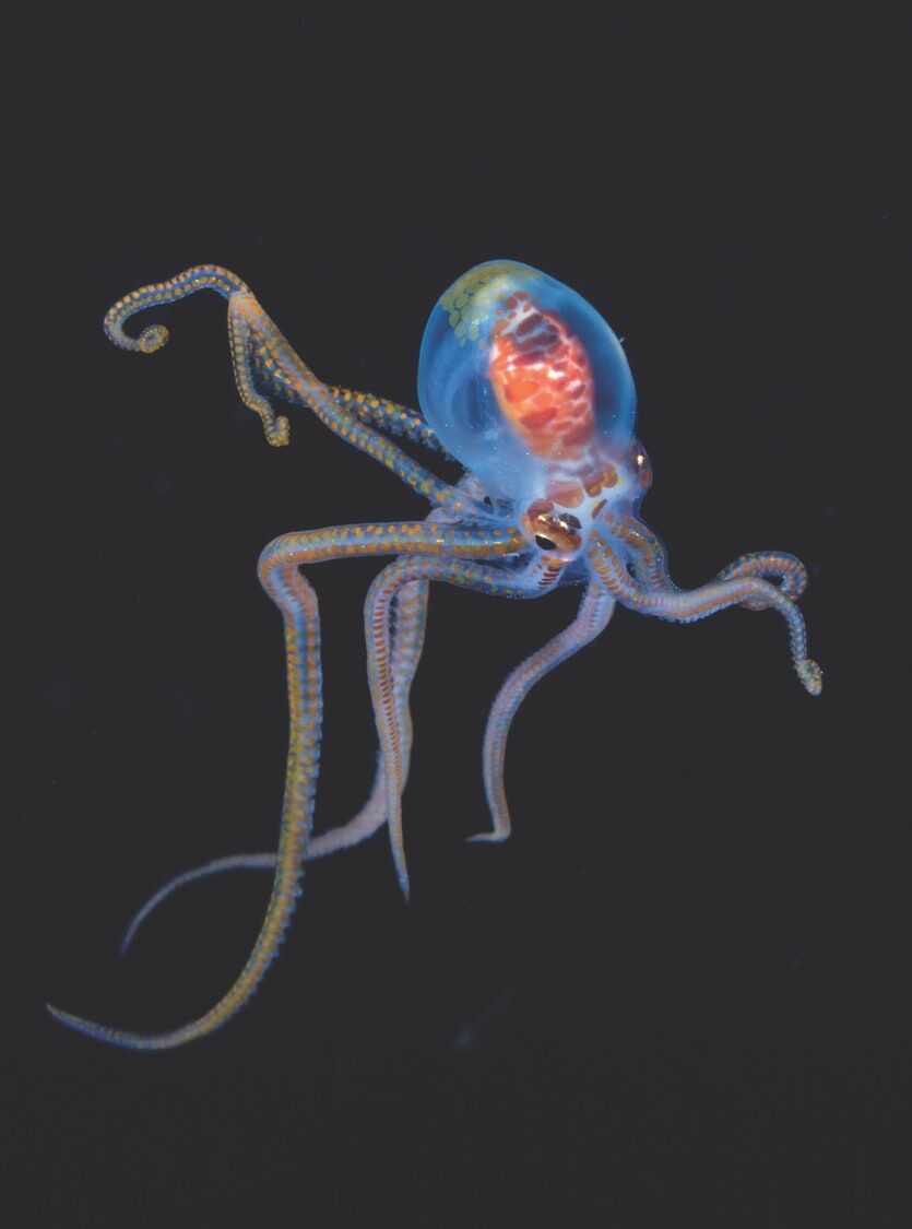 会变形,会变色,智商绝高,快来看看海洋中的触手怪兽