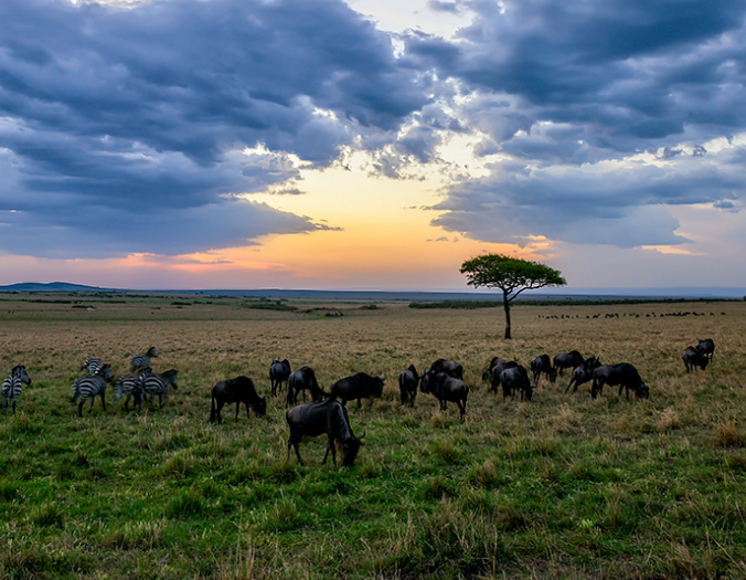 肯尼亚马赛马拉大草原,一个充满纯情与野性的土地