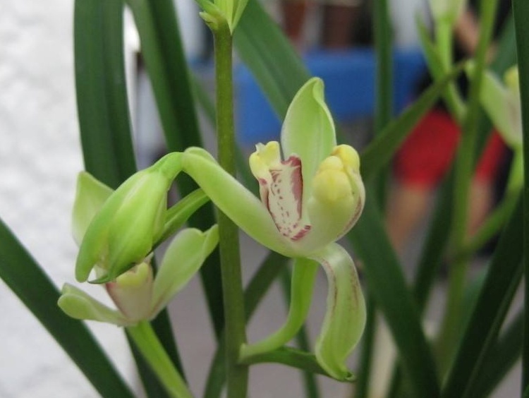 兰花吃"大饼",新根一直长,能当开花机