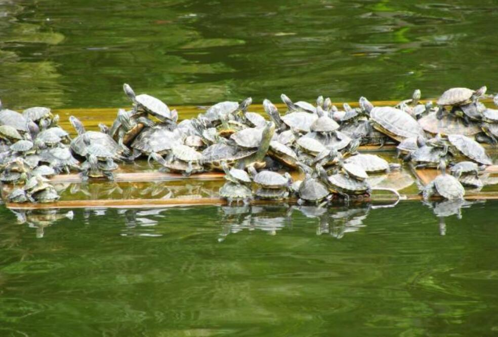 农村养殖养甲鱼技术,养鳖场建造的几点注意事项