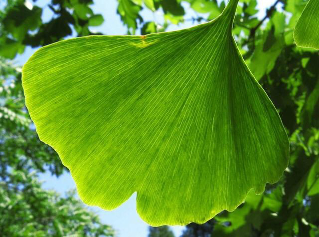 银杏树叶能不能泡水喝?