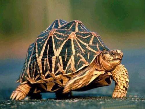 印度星龟很难养?爬友不要怕,养印星掌握这几点就够了