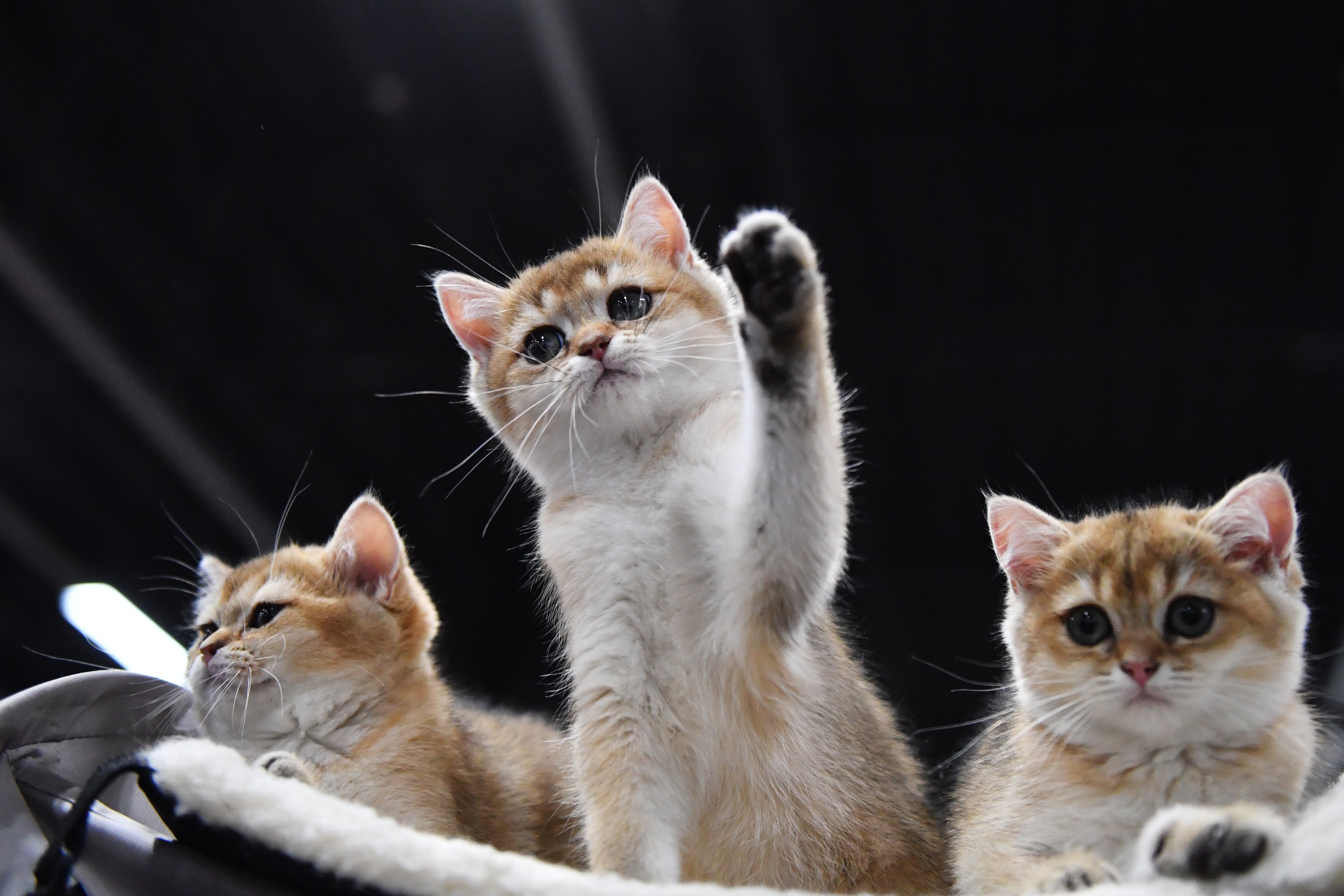 莫斯科举行2019国际爱猫展(12)