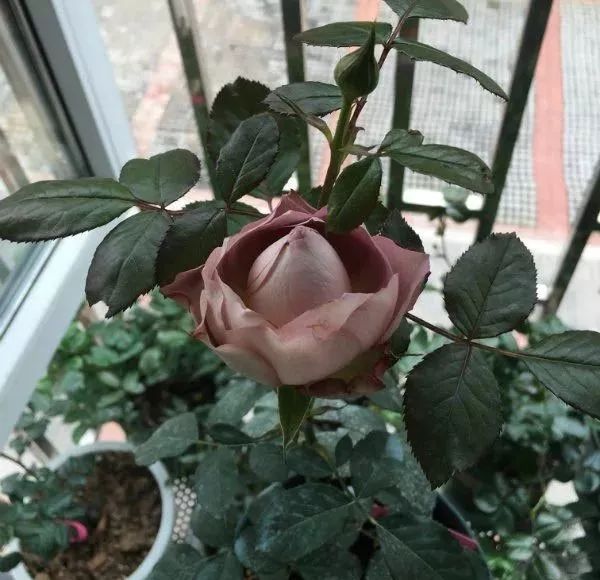 杂交茶香月季:法尔索(spin/solfa)培育时地(2012日本)