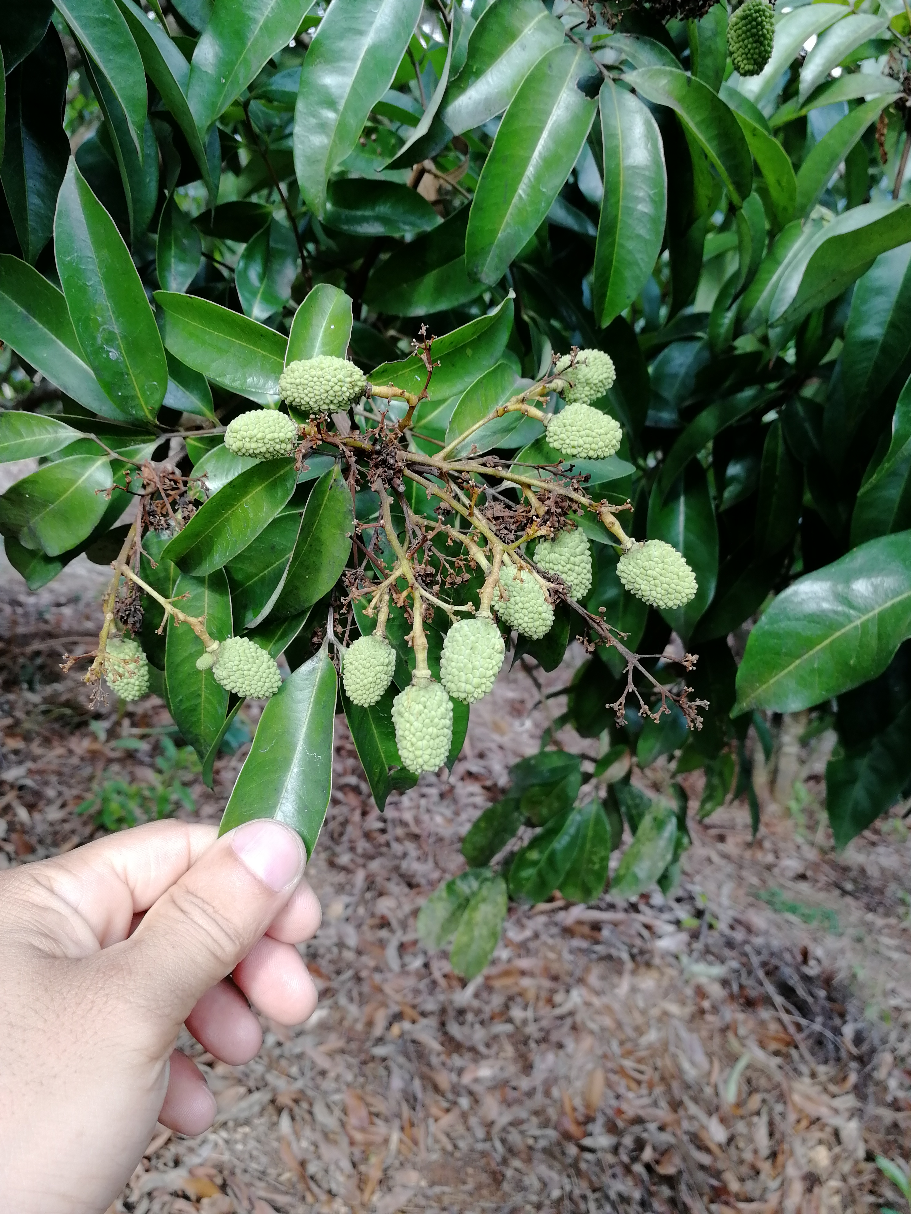 荔枝想要年年丰产,必须做好以下三点管理就不会有大小年现象