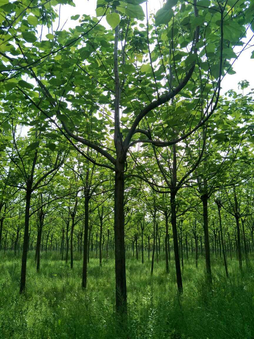 贵州梓木树图片图片