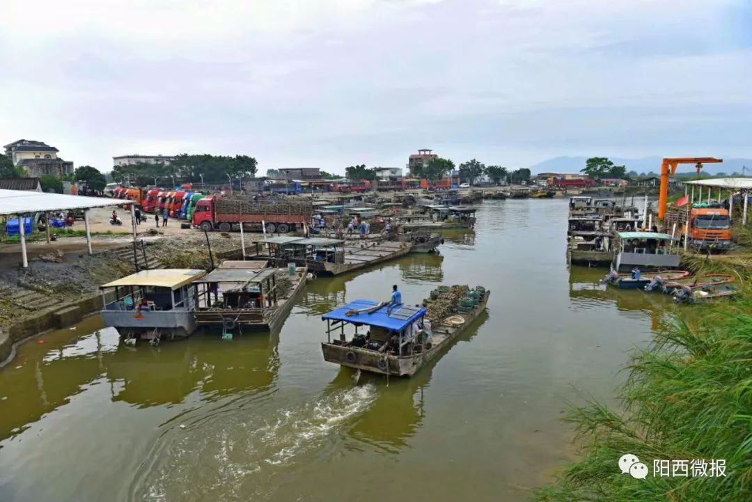 阳西程村红木山村:投放蚝苗正当时