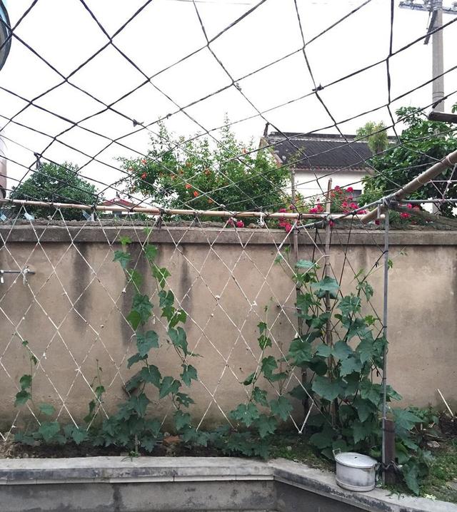 在家阳台种菜,增产防虫,正确的三种搭架方式!