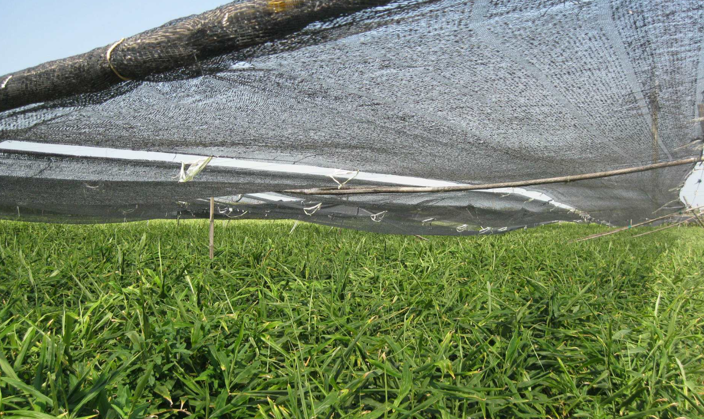 蔬菜遮阳网覆盖栽培技术介绍,了解功能学会正确选用