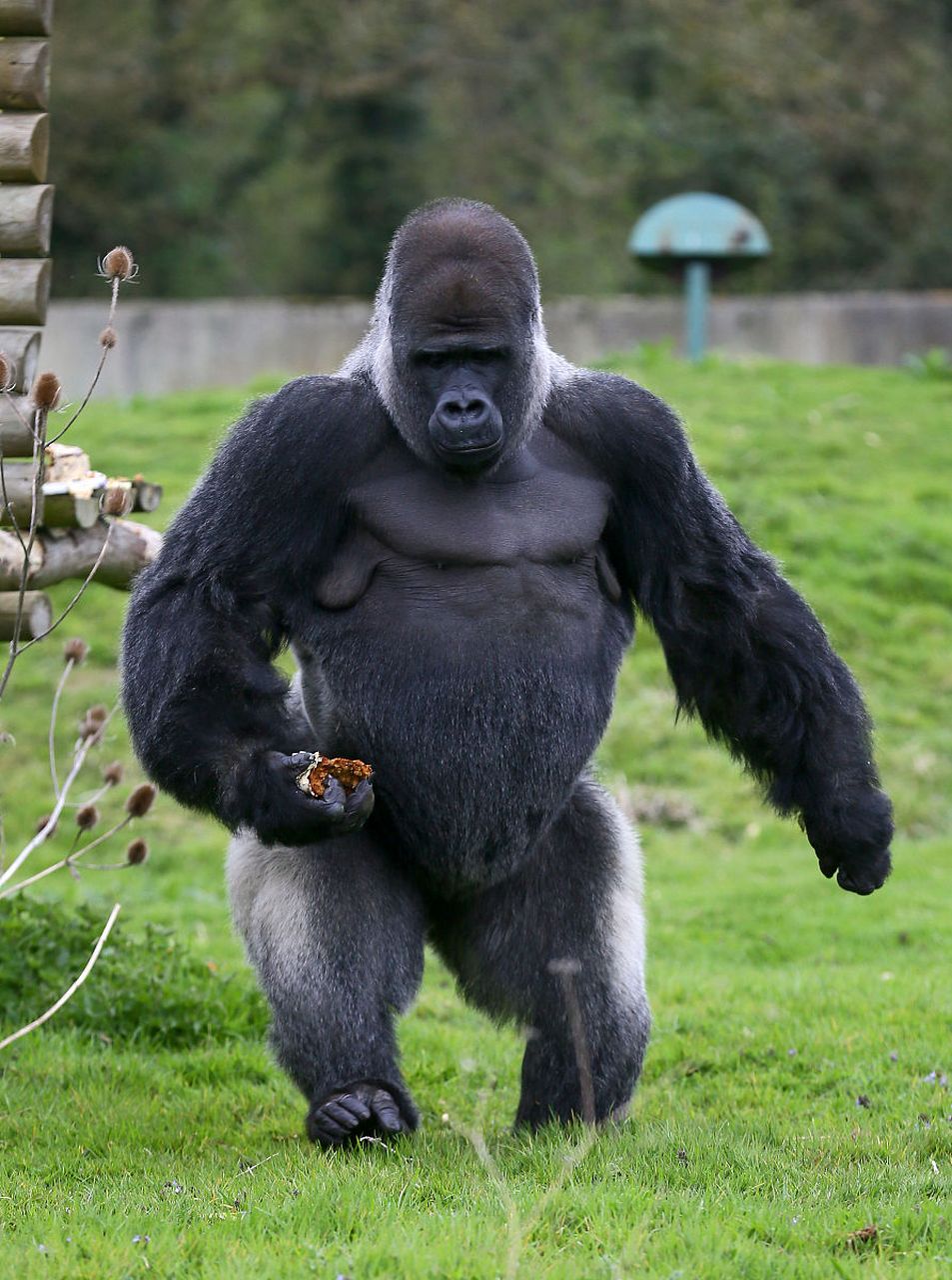 金刚银背大猩猩:猩猩界的肌肉猛男  在繁茂的热带雨林中,有一种动物以