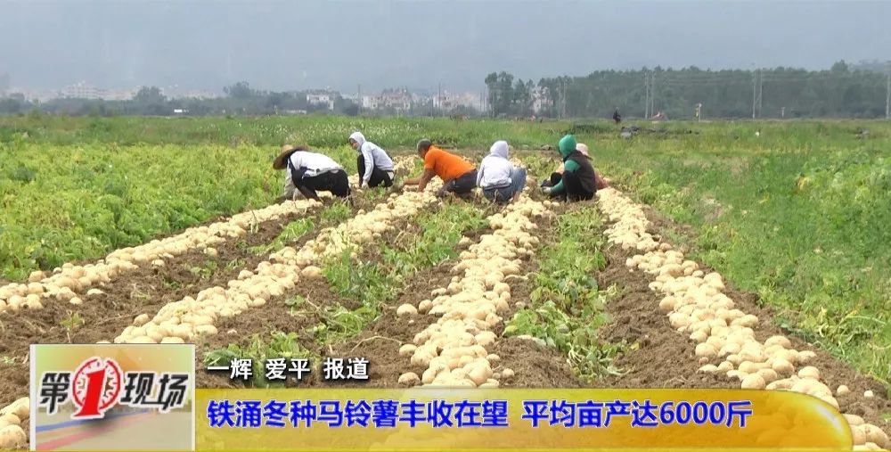 春节过后,当地群众已经开始了紧张的冬种马铃薯收获工作.