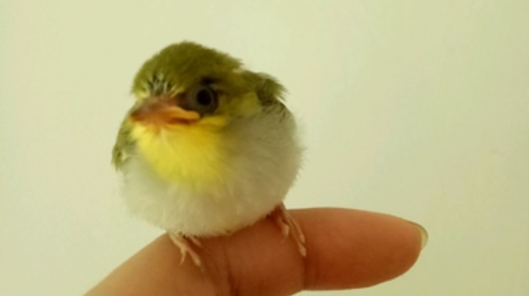 喂养绣眼雏鸟的小技巧