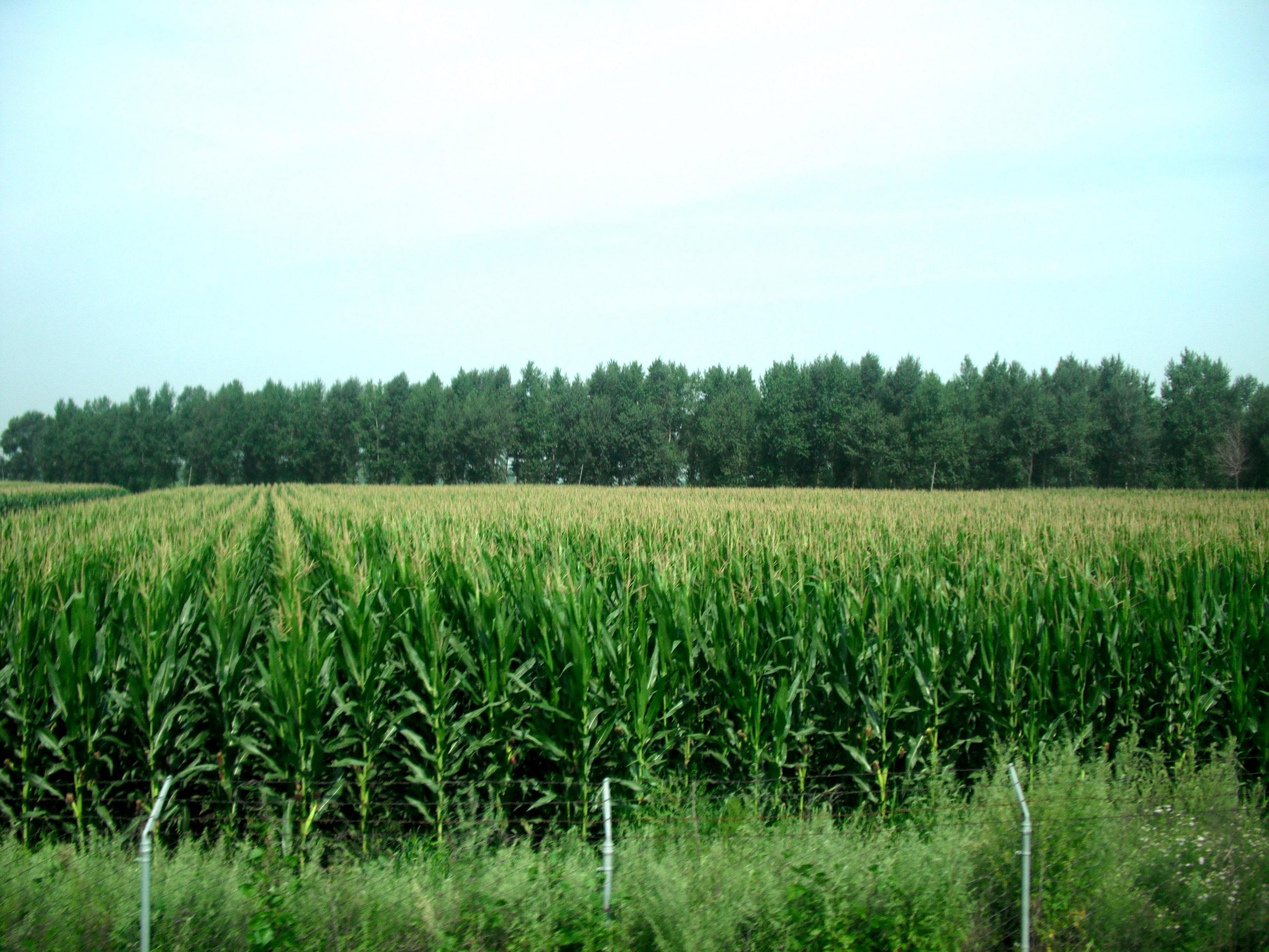 玉米田间管理技术和施肥