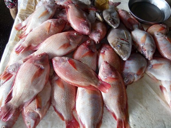 实拍越南菜市场里的各种海鱼,这些海鱼你都认识吗?