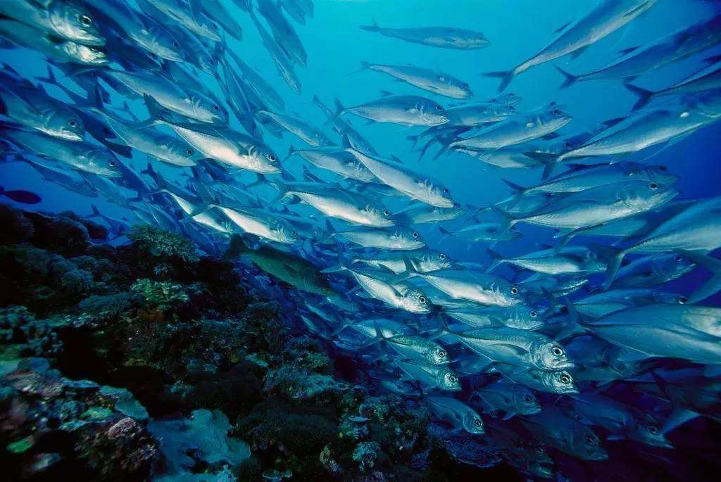 为什么大型渔场多位于温带海域,而热带海域却很少有大型渔场?