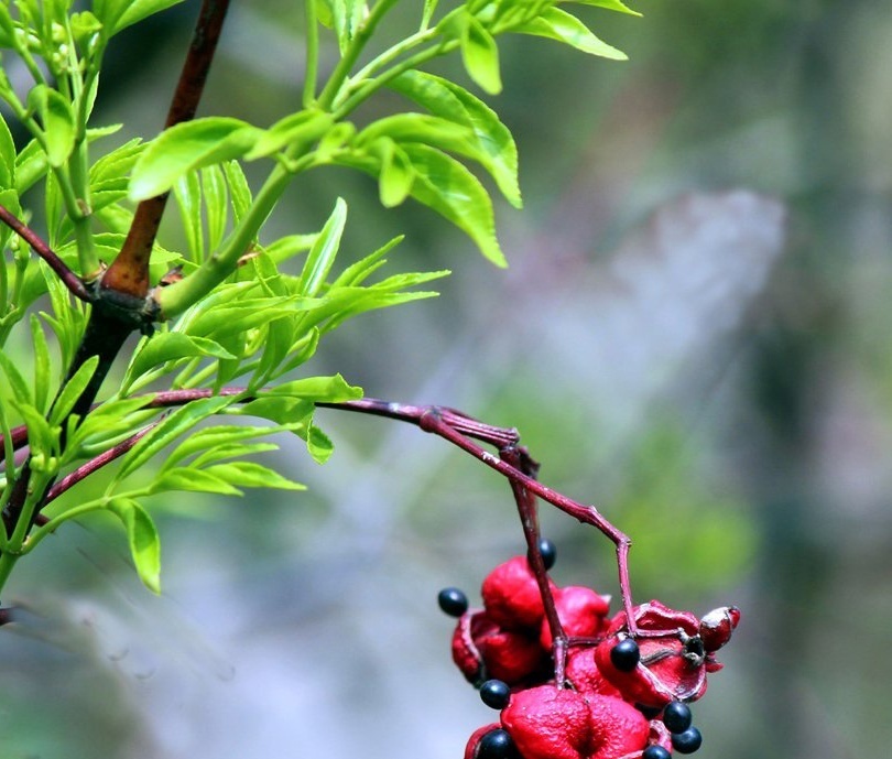 鸡胫花你真的了解吗?鸡胫花知识科普