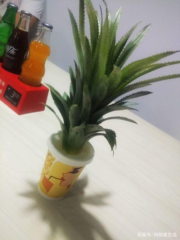 网上很火爆,"菠萝头"种菠萝,3分钟学会,轻松长出大菠萝