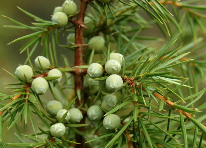 香柏:若想插穗生根,插穗叶片上要保持水分,防止高温回芽