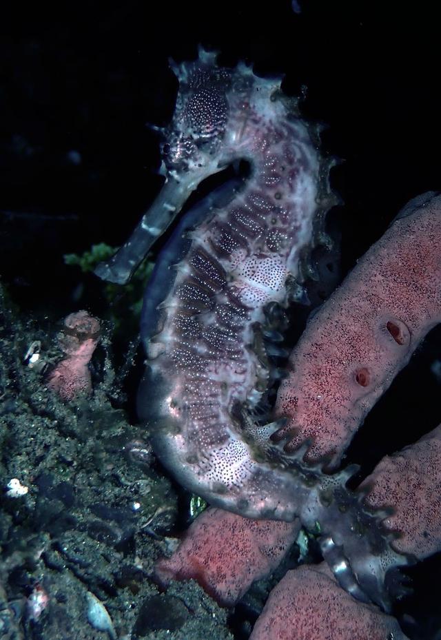 水摄之海鱼(116)-海马(2):灰色棘海马(安汶)