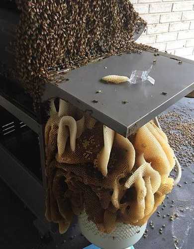 烧烤架上布满密密麻麻的东西,走近一看,令人不禁胆战心惊