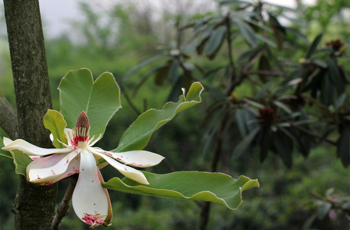 长在树上的一种绝美"莲花"了解一下,它可是国家保护植物哦