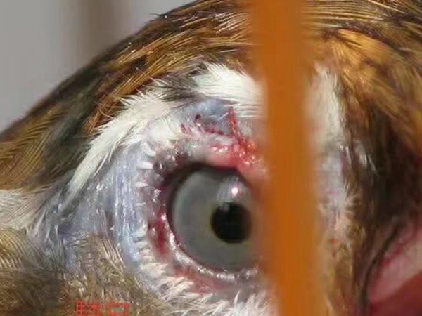 画眉鸟眼水怎么看?画眉鸟眼水的解读技法