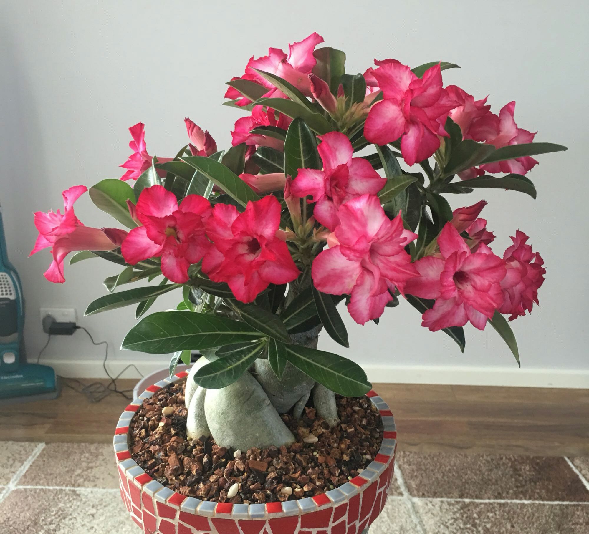 多肉大咖无私分享:参考这6点,沙漠玫瑰根部快速膨大长成啤酒肚