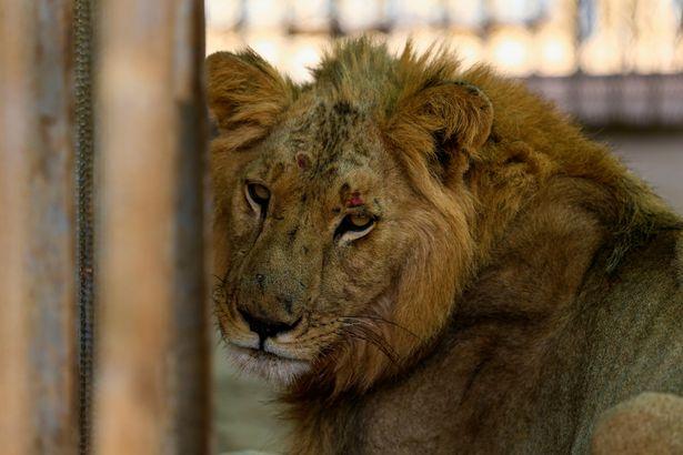 苏丹动物园难经营,员工自掏腰包,猛狮子仍瘦成皮包骨后饿死