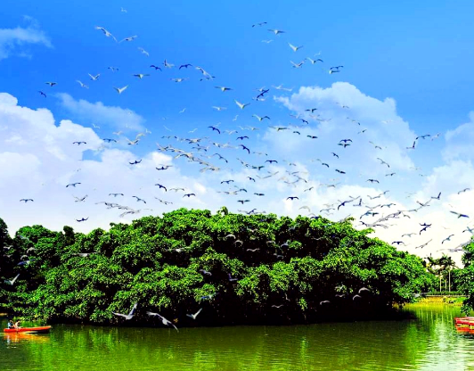 国内"最大"的一棵树,栖息着上千万只鸟雀,成为小鸟的天堂