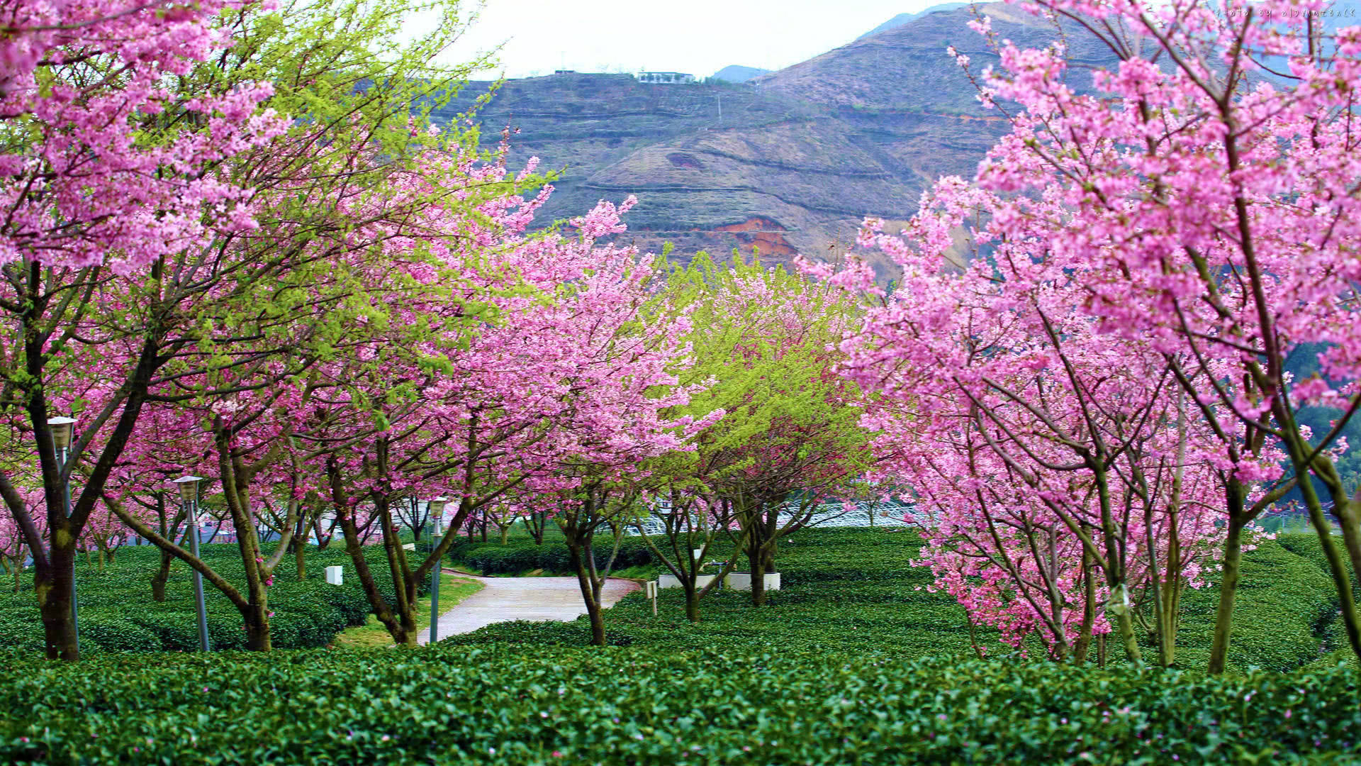 福建永福樱花园,樱红茶绿醉了人间