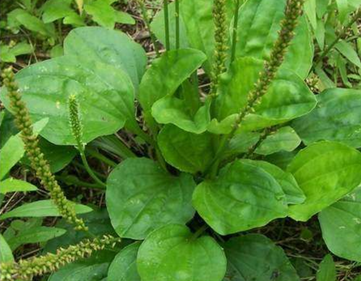 农村常见的猪耳草,过去拿来喂猪,如今稀罕要20元一斤