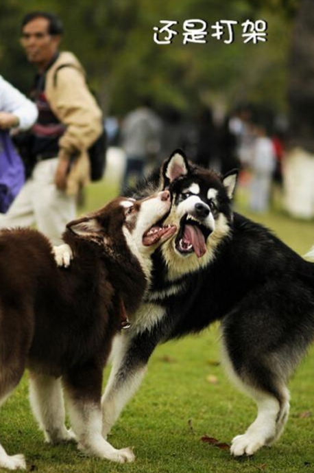 阿拉斯加犬打架实力图片