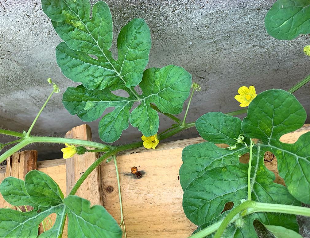 观察第40天,西瓜已经结出了花苞,很快就能看到它开花的样子了,心里