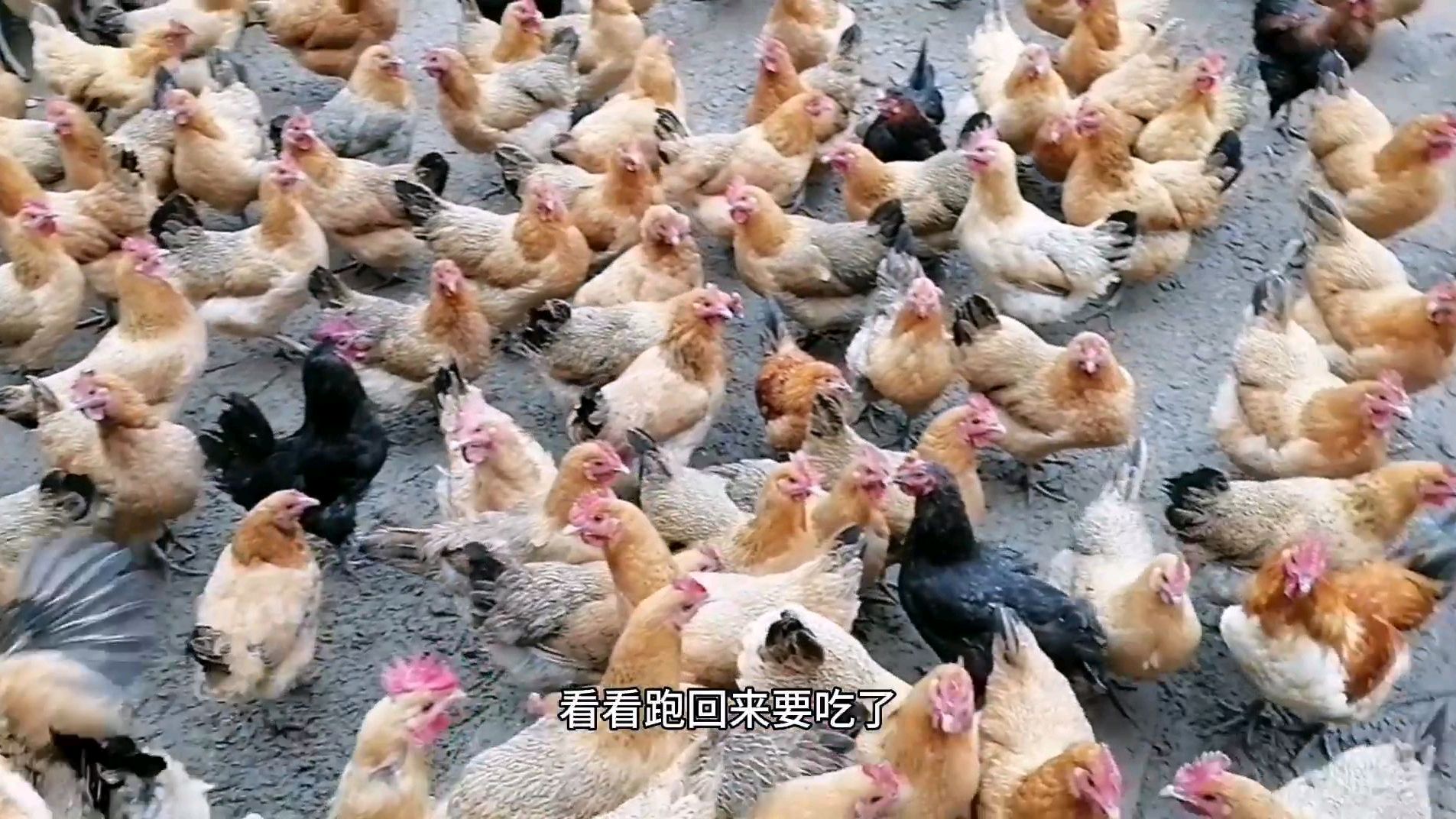 把鸡打理好,有空做点酵素自己保养