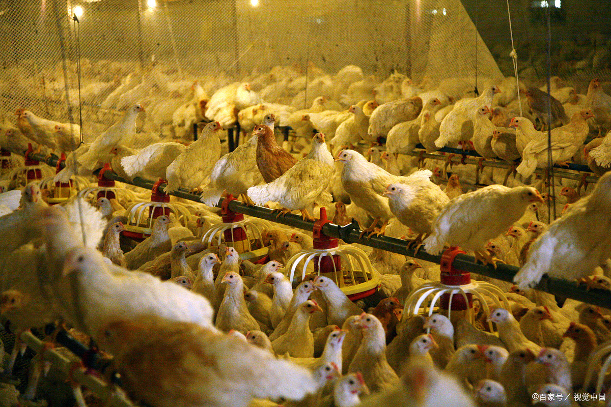 蛋鸡育雏期的饲养管理