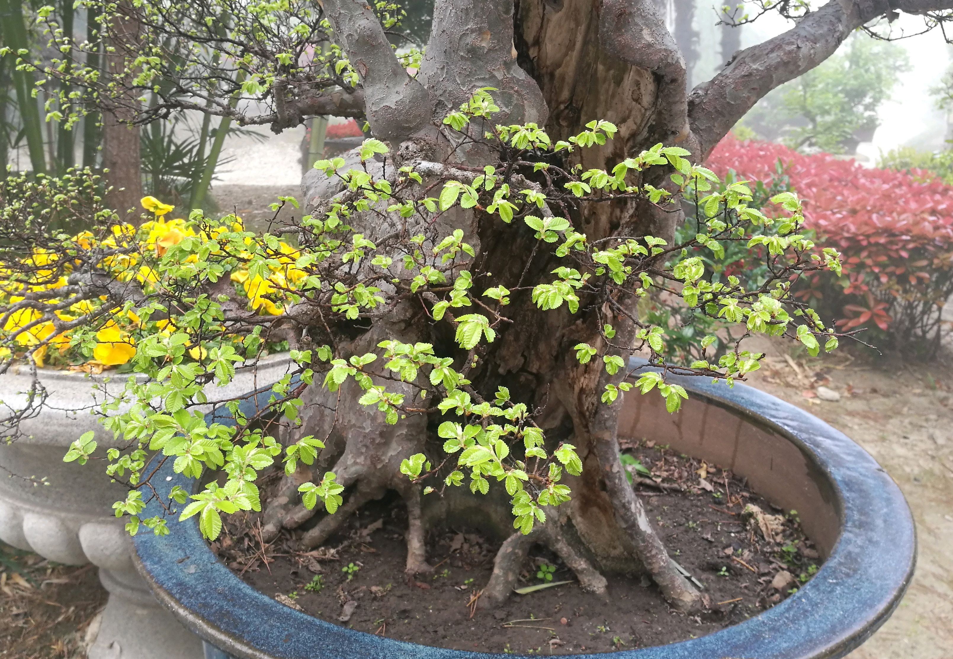 清明节后,观赏如皋的榆树盆景.