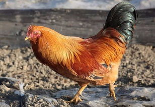 张萍和她的"冶山贡鸡"